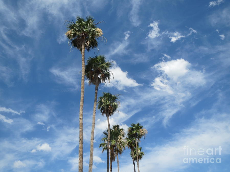 Palm Trees #2 Photograph by Zshop -