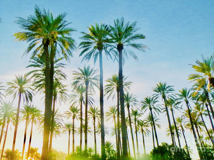 Palm Trees #2 Photograph by Zshop -
