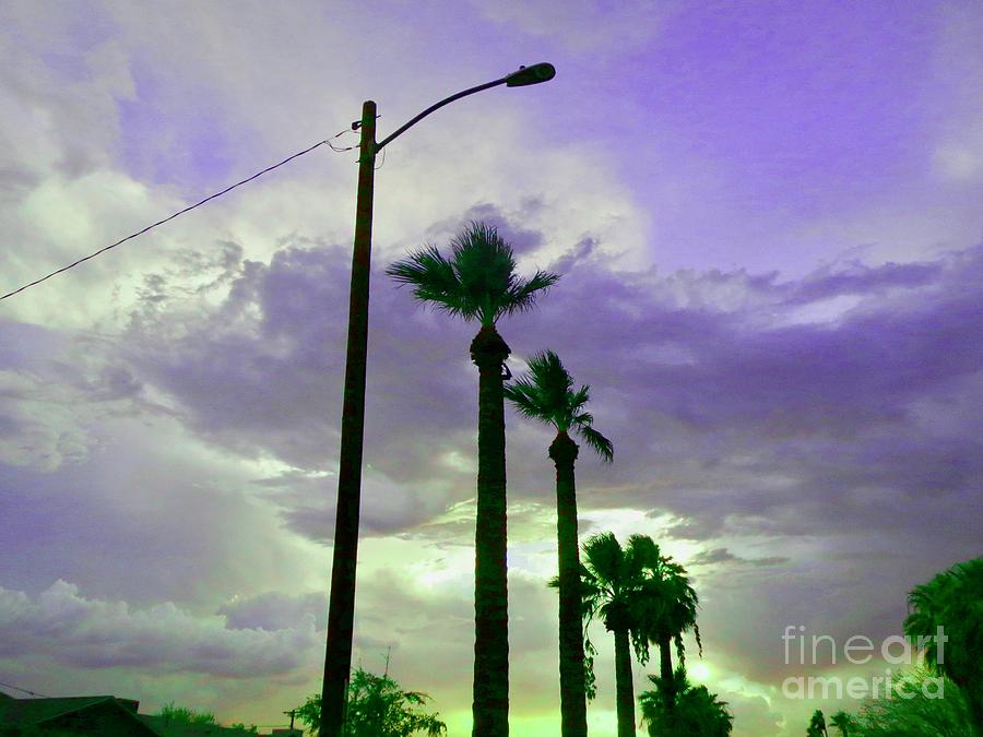 Palm Trees #3 Photograph by Zshop -