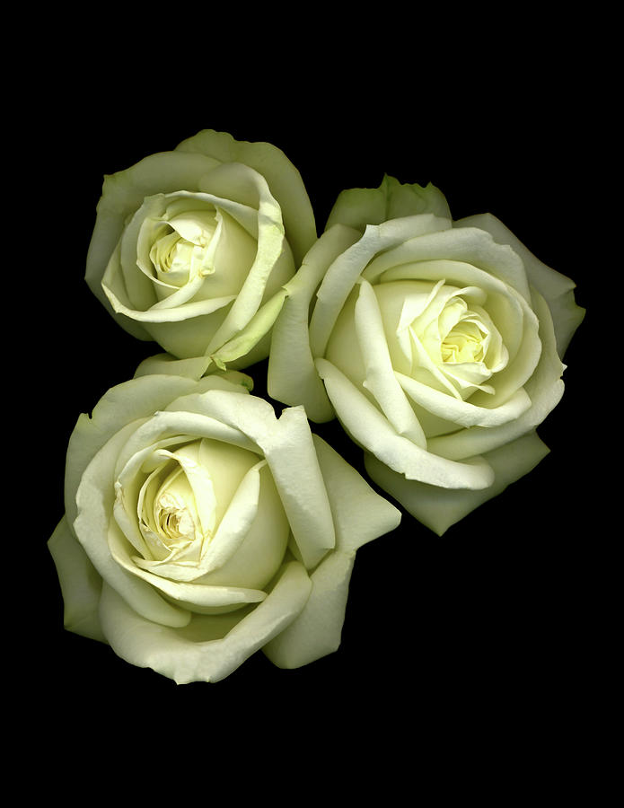 3 White Roses Painting by Susan S. Barmon - Pixels