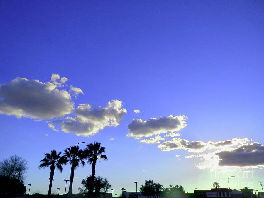 Palm Trees #5 Photograph by Zshop -
