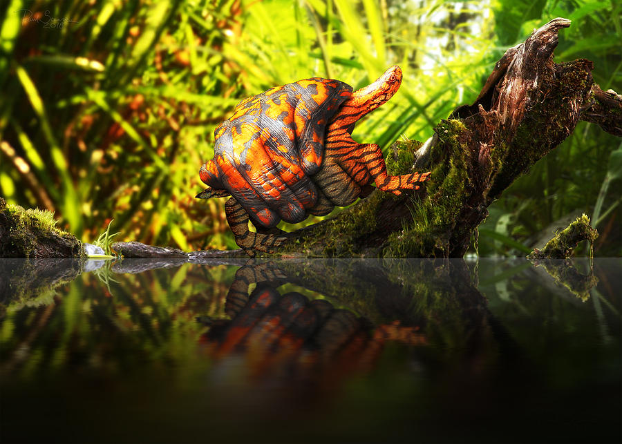 ASL Turtle by Paul Scearce