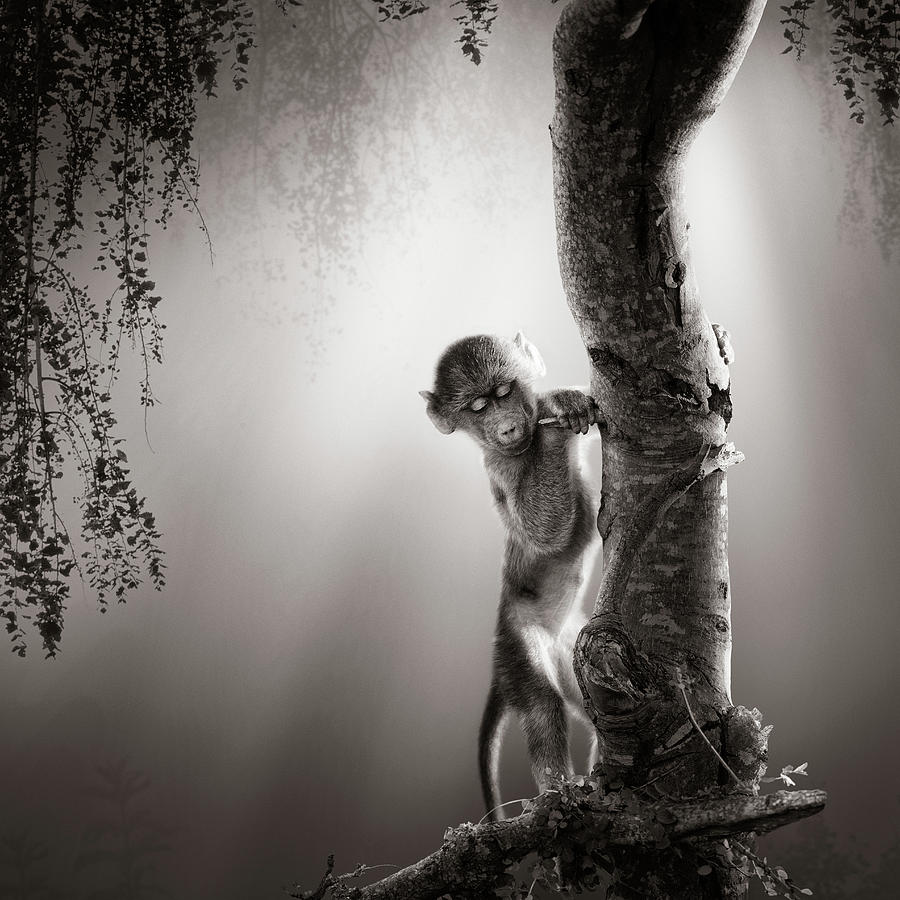 Baby Baboon by Johan Swanepoel