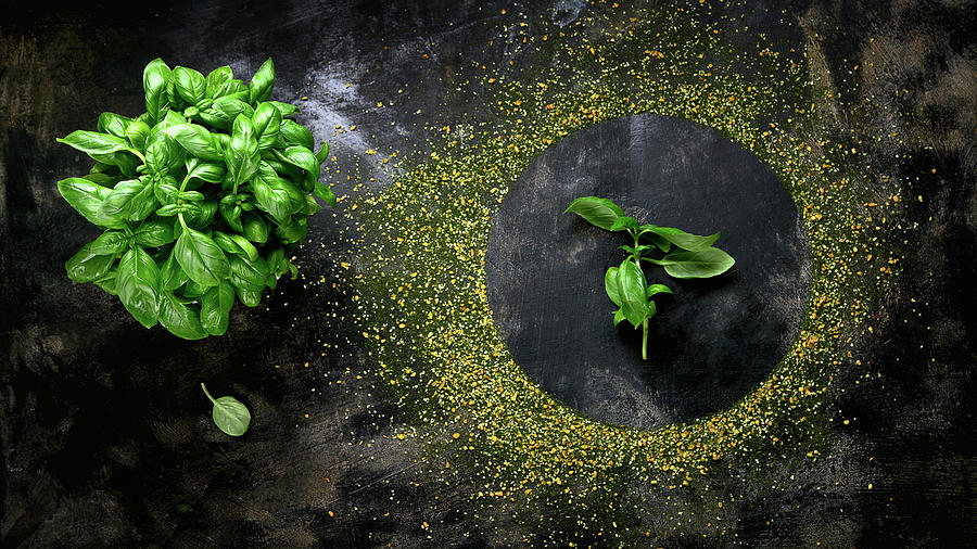 Basil, Top View Photograph by Tatjana Baibakova - Pixels