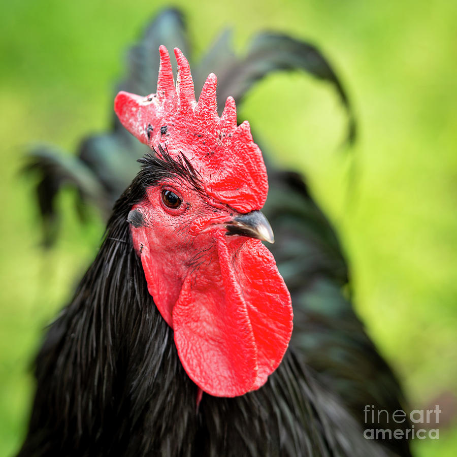 เกี่ยวกับ วงการไก่ชน