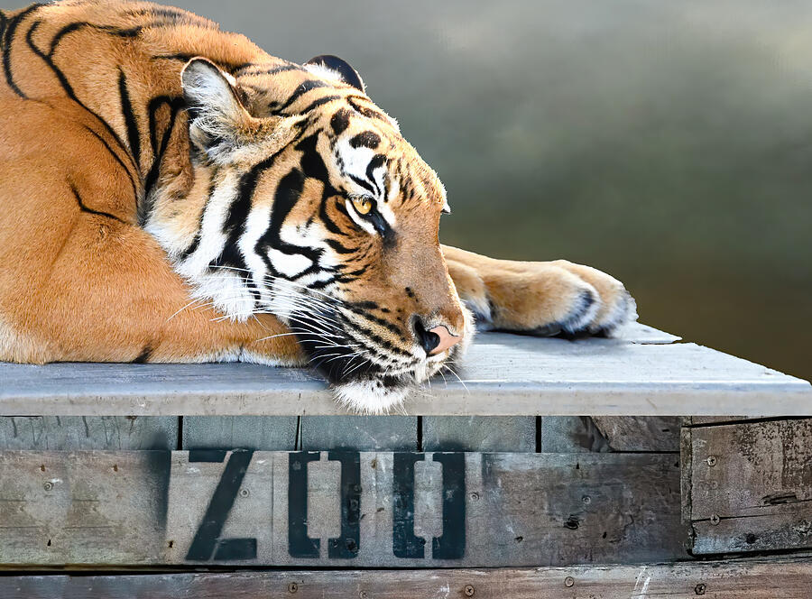 Captivity Photograph by Jane Lyons - Pixels