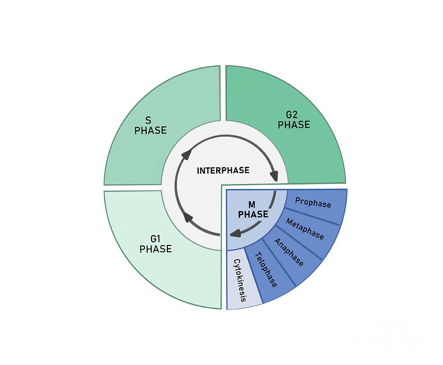 Cell Cycle Photograph by Kadambari Pathania / Science Photo Library ...