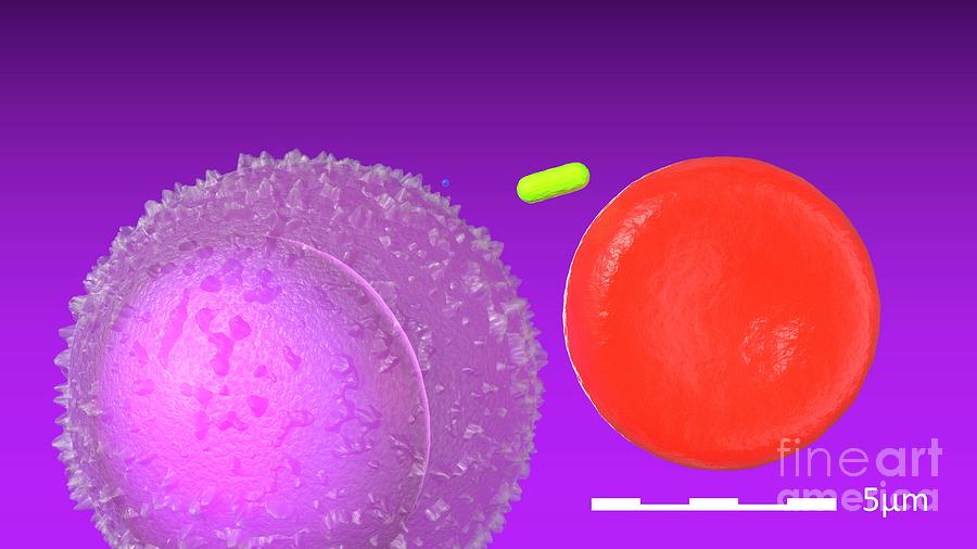 Cell Scale Photograph by Research Visualized / Science Photo Library ...