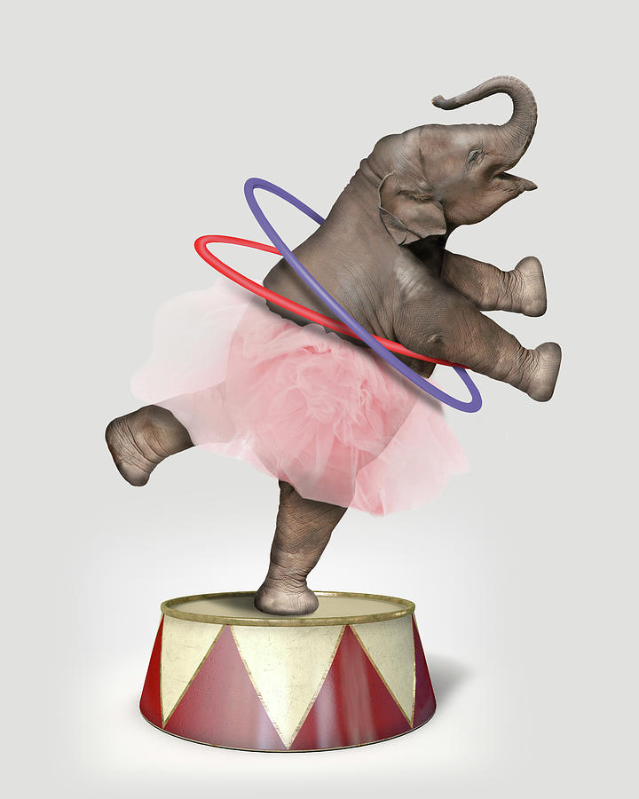 Circus Elephant Photograph by J Hovenstine Studios - Pixels