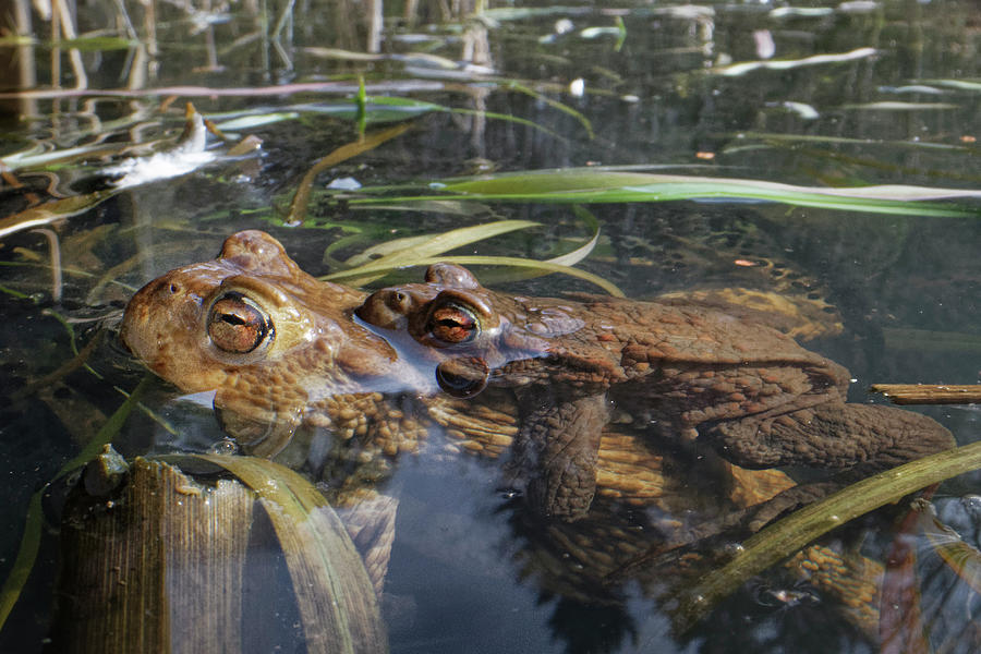 Common European Toad Spawning Pair In Amplexus, Woodland Photograph by ...
