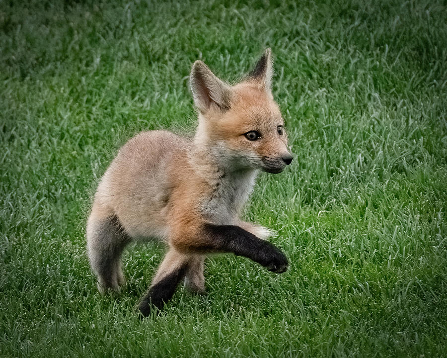 Cute Little Fox Photograph by Chuan Chen - Pixels