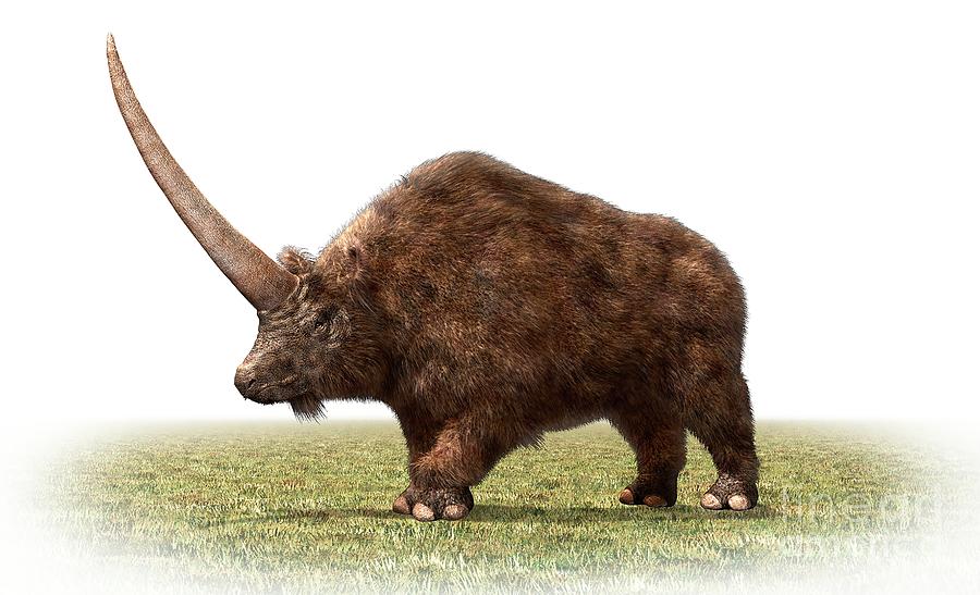 Elasmotherium Photograph by Masato Hattori / Science Photo Library