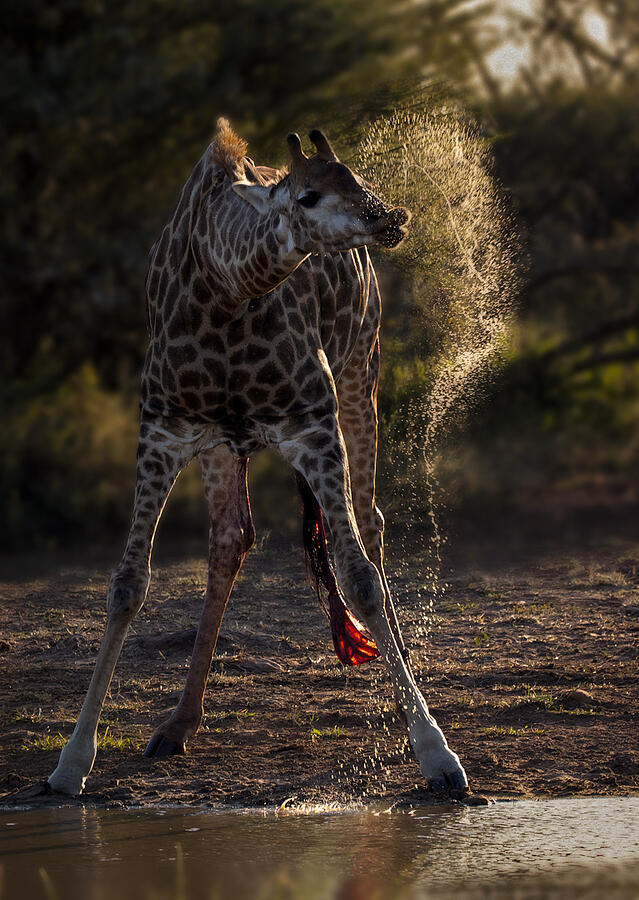 Giraffe Water Splash… Photograph by Charlaine Gerber - Pixels