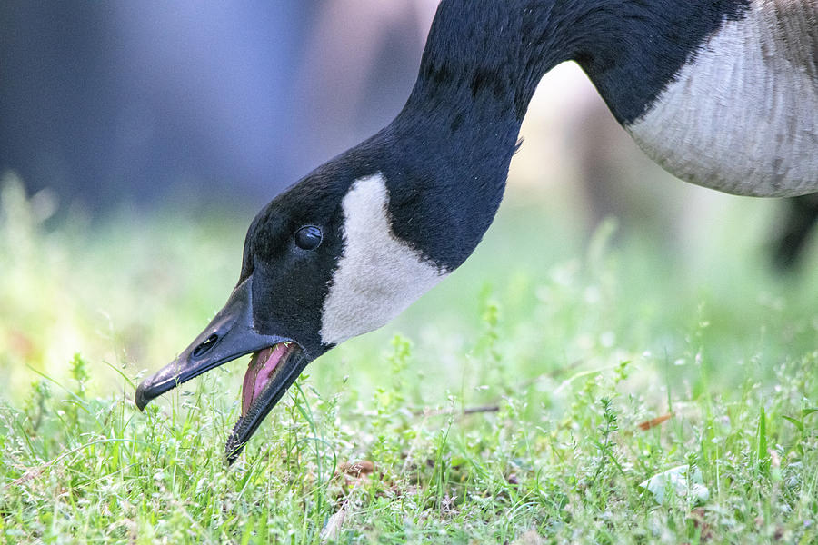 Gobbling Goose by Mary Ann Artz