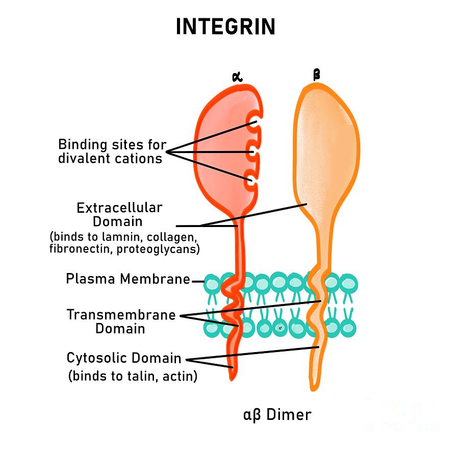 Integrins Photograph by Kadambari Pathania / Science Photo Library - Pixels