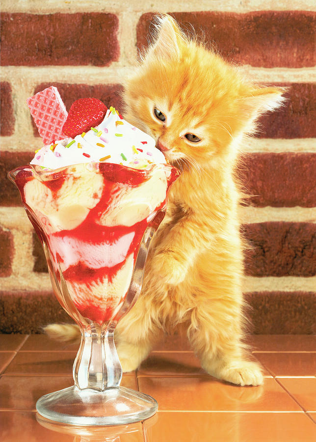 Kitten with sundae Drawing by CSA Images - Pixels