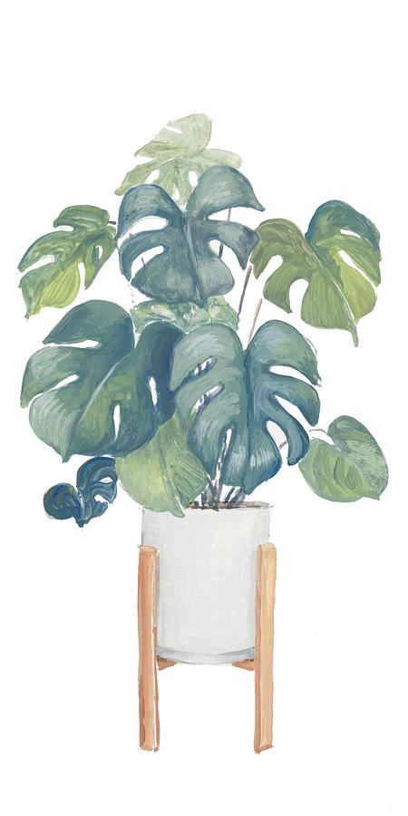monstera thai constellation half moon Monstera Thai Constellation 