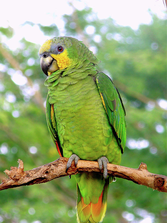 Orange winged Amazon Parrot by Blair Wainman