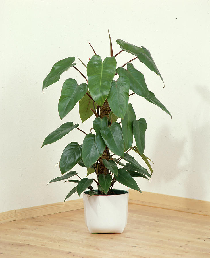 philodendron watermelon Buy Watermelon Peperomia Plants Online