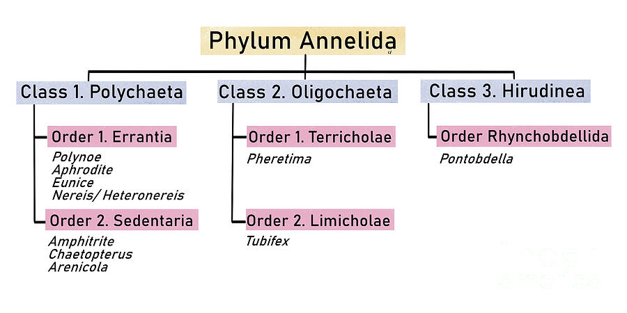 Phylum Annelida Classification Photograph by Kadambari Pathania ...