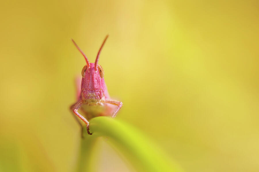 Pink Nymph Photograph by Roeselien Raimond - Pixels