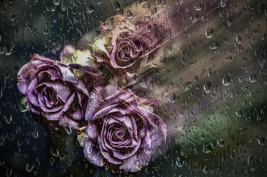 Rain & Roses… Photograph by Simon Jg Ciappara Frps - Pixels