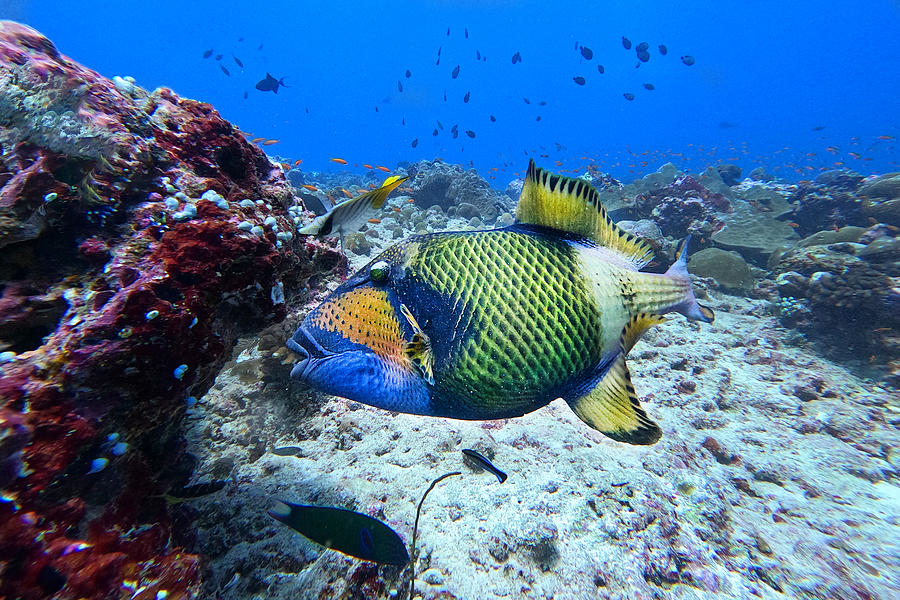 Rainbow Fish Photograph by Peter Balantic - Pixels