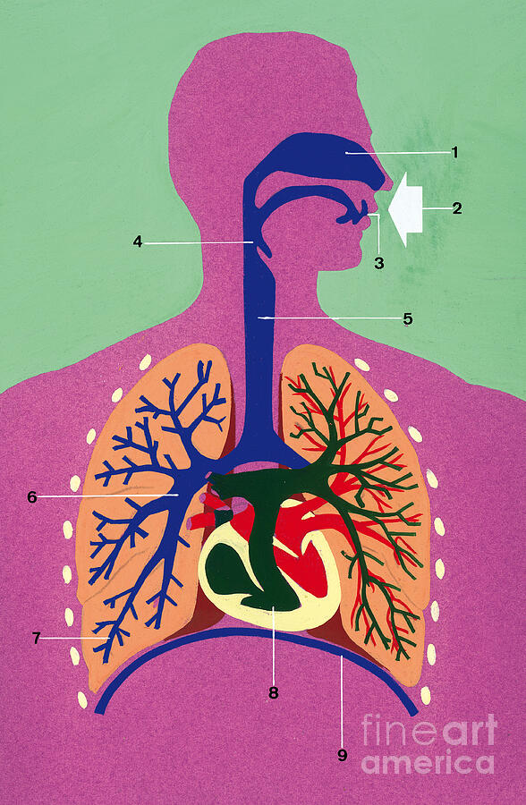 Respiratory System Schematic Drawing Drawing Color Drawing by Unknown ...