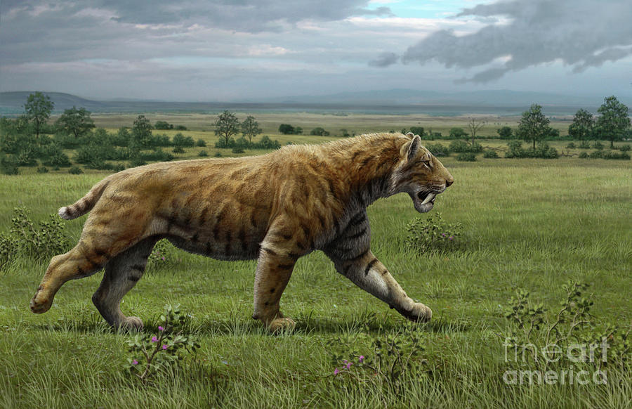 Sabre-toothed Cat Photograph by Mauricio Anton / Science Photo