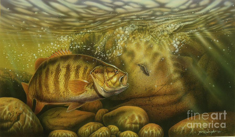 Smallmouth Bass and Helgramite by Jon Wright