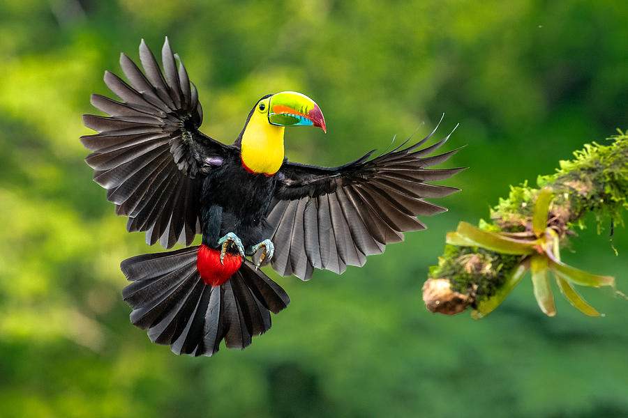 Colorful Toucan in Flight Photograph - Spread Wings by Hung Tsui