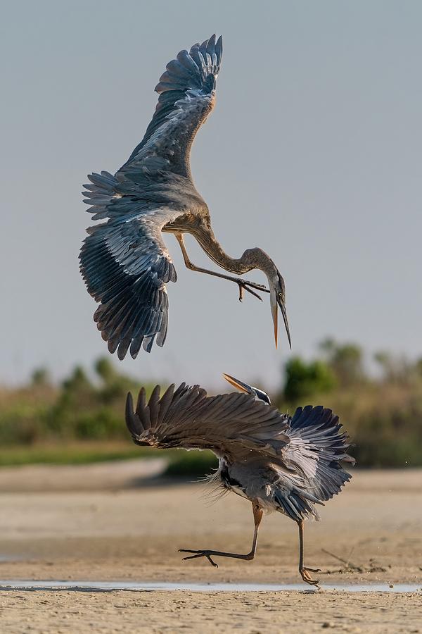 Squabble Photograph by Jon Ehrmann - Pixels