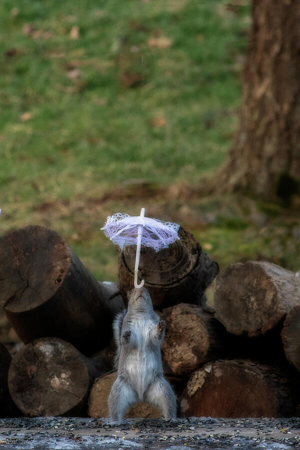 Squirrel doing balancing tricks by Daniel Friend