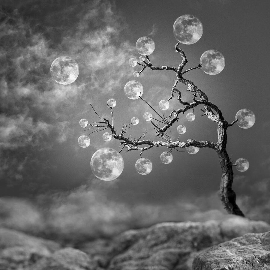 The Moon Tree Photograph by Christian Marcel - Pixels
