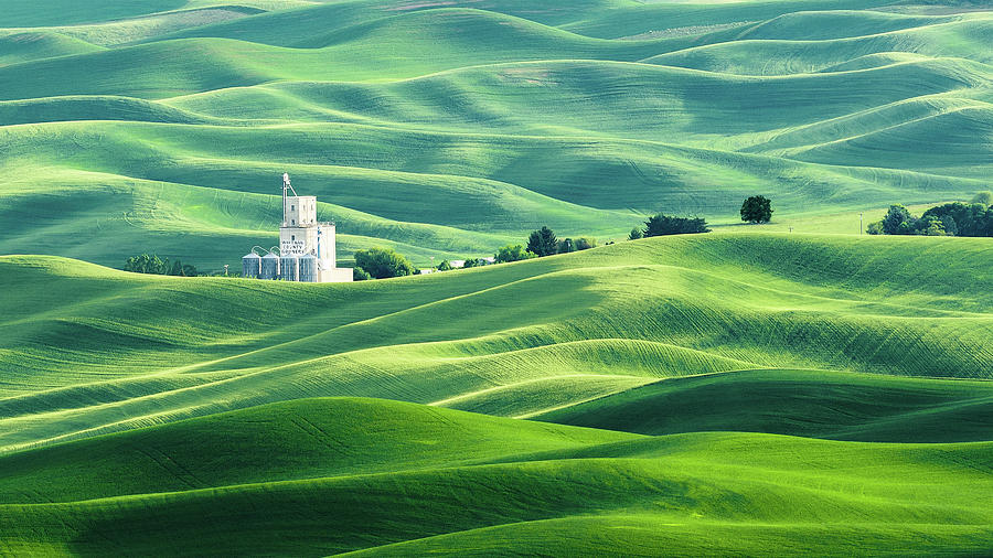 The Rolling Fields of Palouse by Hamish Mitchell