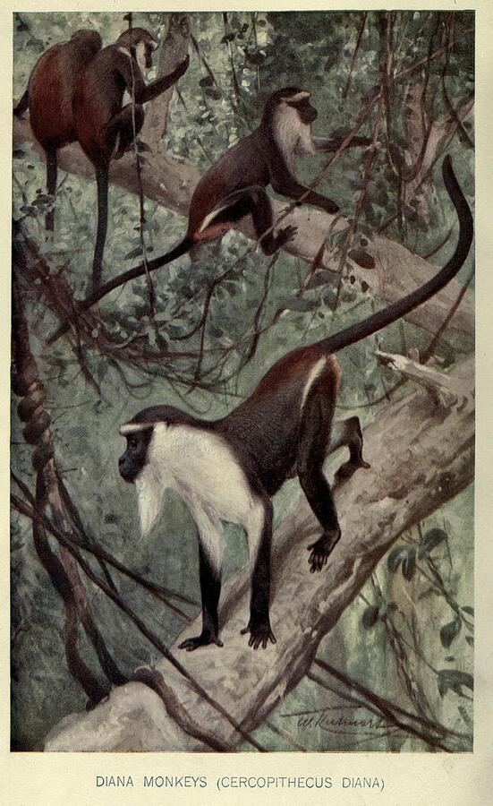 Diana Monkeys, Cercopithecus Diana #1 Mixed Media by World Art ...
