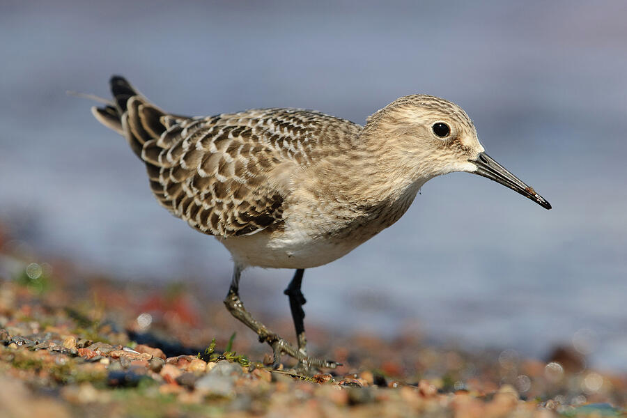 A Baird's sandpiper by Jan Luit
