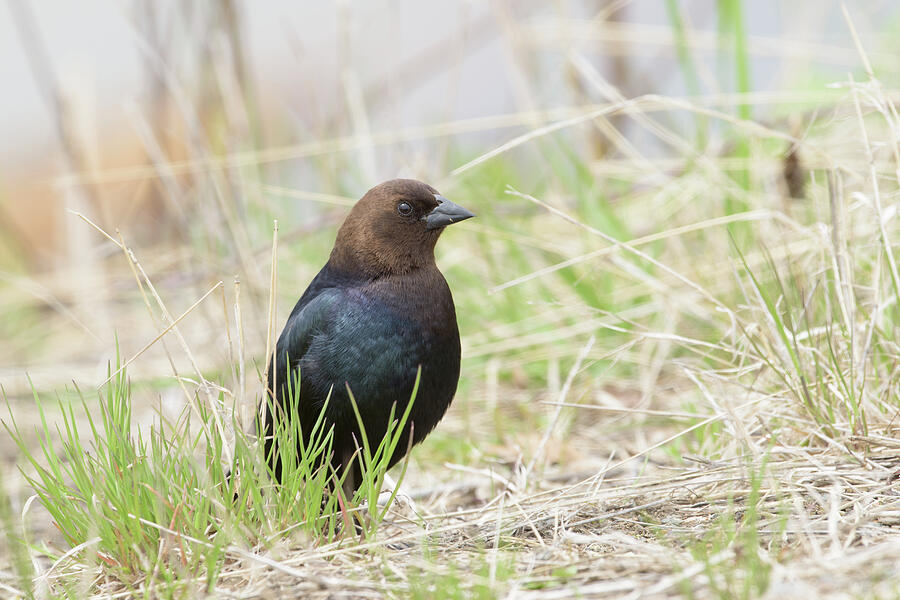 A Brown-headed Cowbird by Jan Luit