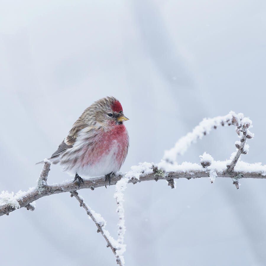 A Common Redpoll in winter square by Jan Luit