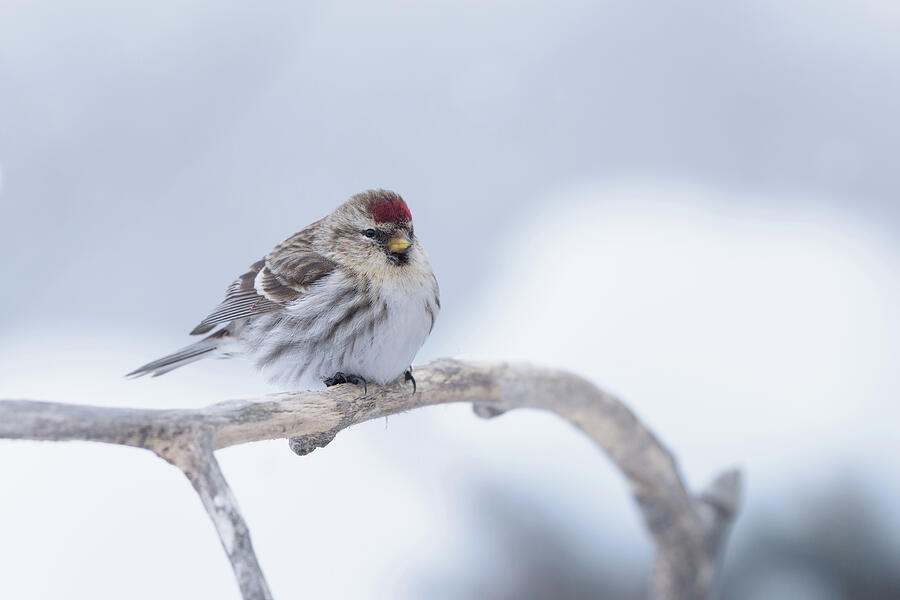 A Common Redpoll sitting pretty by Jan Luit