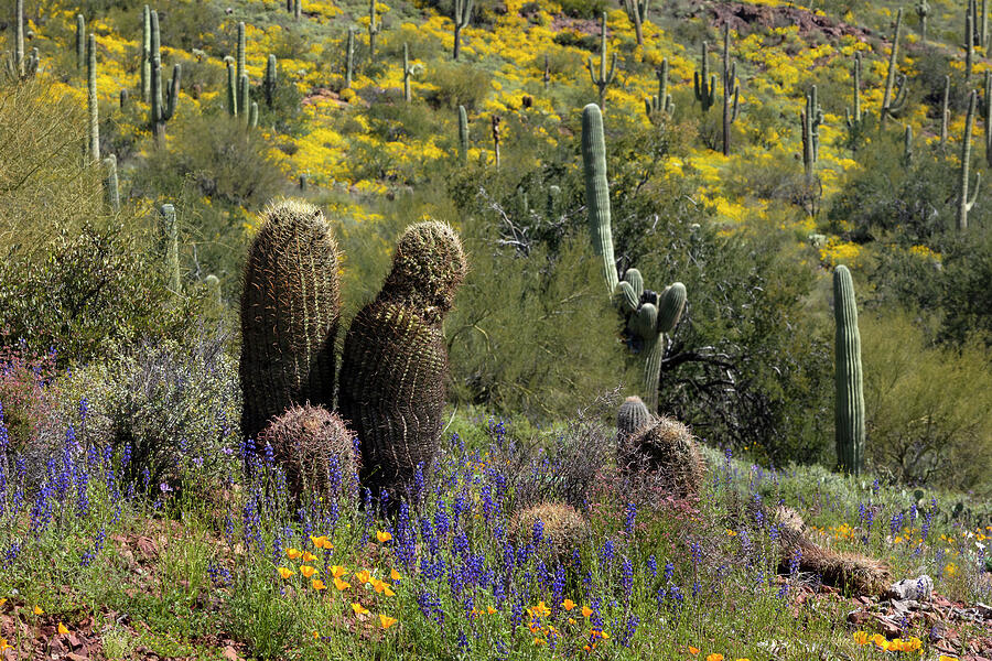 A Desert Spring by Sue Cullumber