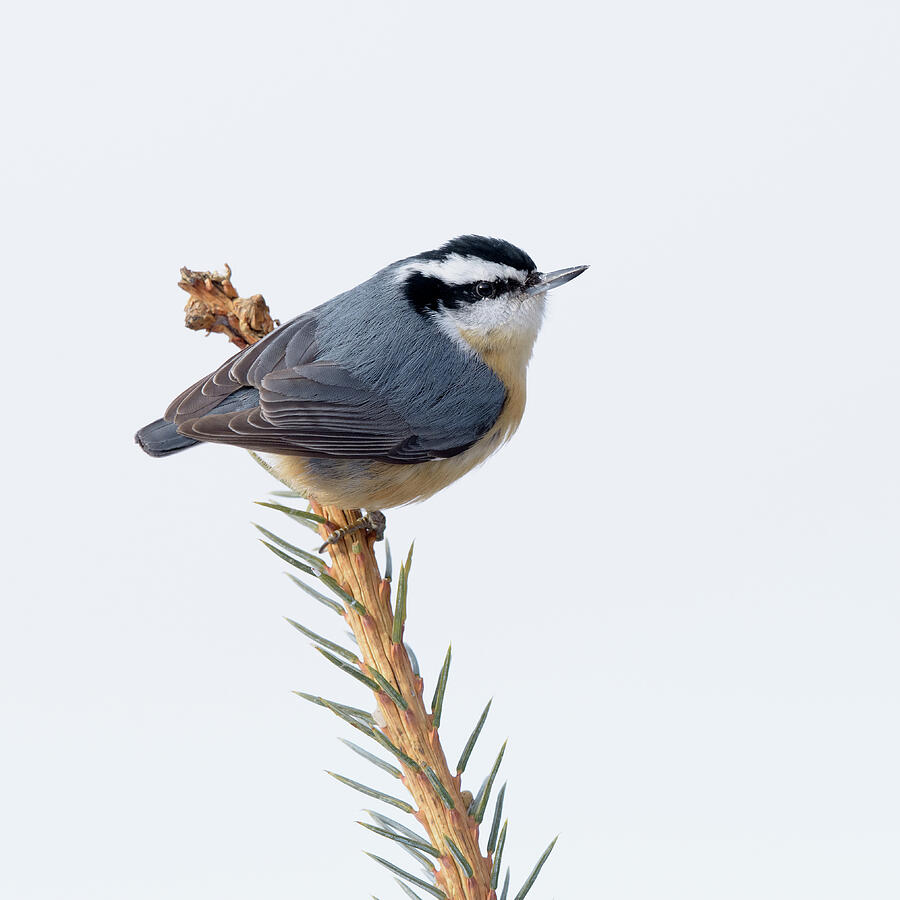 A Red-breasted Nuthatch on a Spruce branch square by Jan Luit