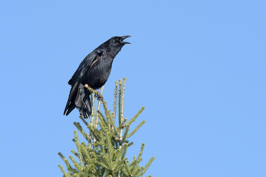 American Crow calling by Jan Luit