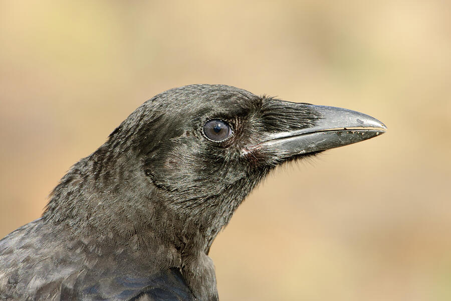 American Crow headshot by Jan Luit