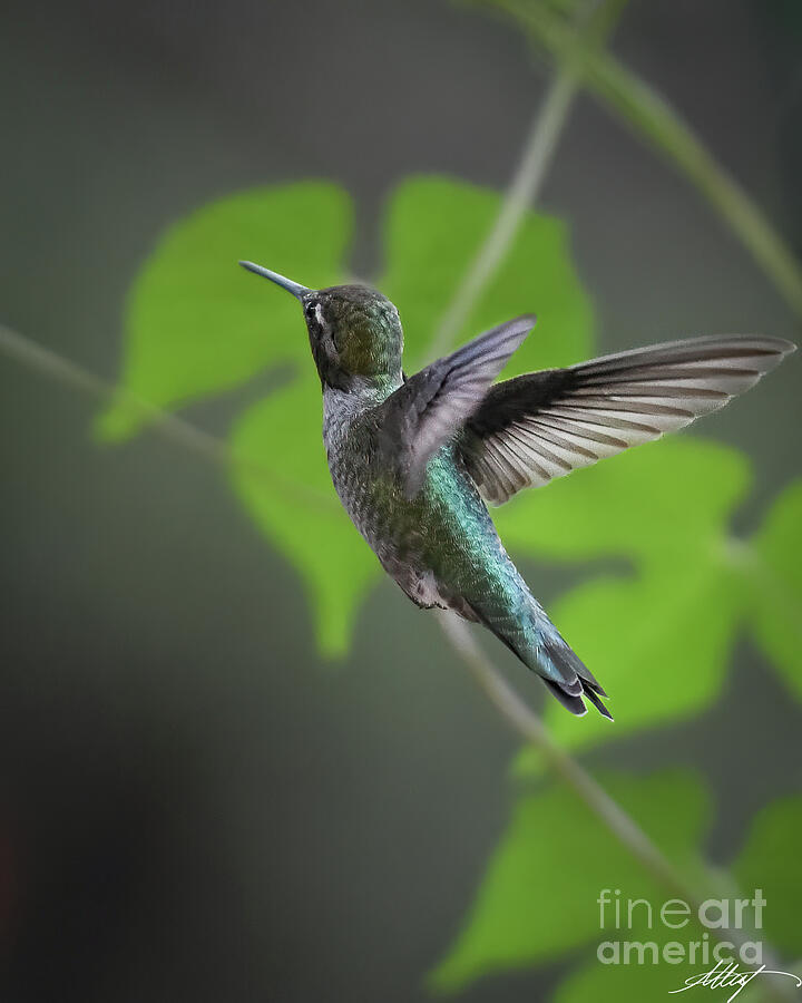 Anna's Hummingbird in Flight Photograph by Meg Leaf - Pixels