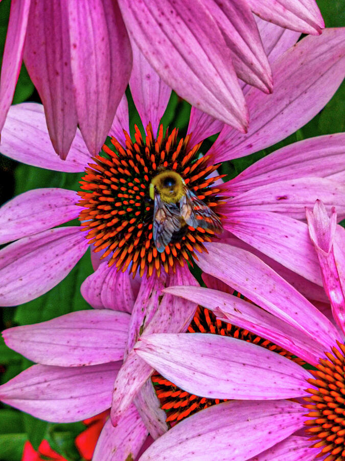 Bee in Pink Photograph by Craig David Morrison - Pixels