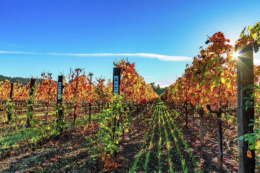 Between the Rows by Bill Gallagher