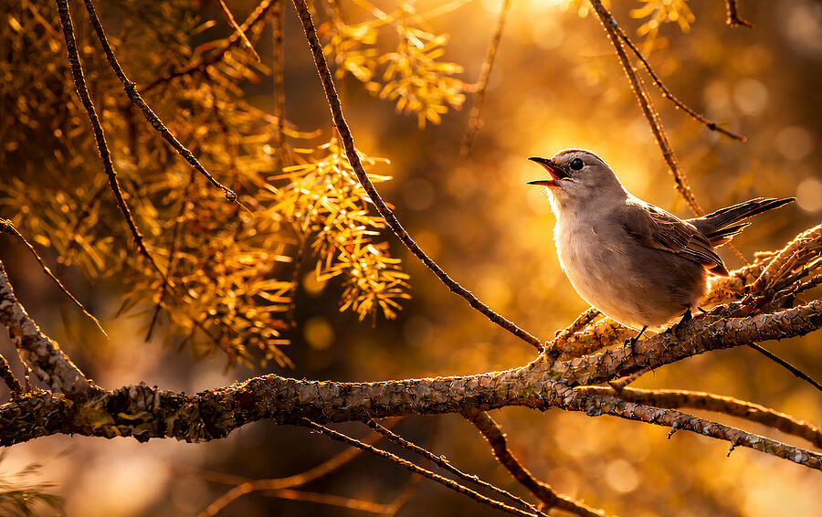 Songbird in Soft Golden Forest Light