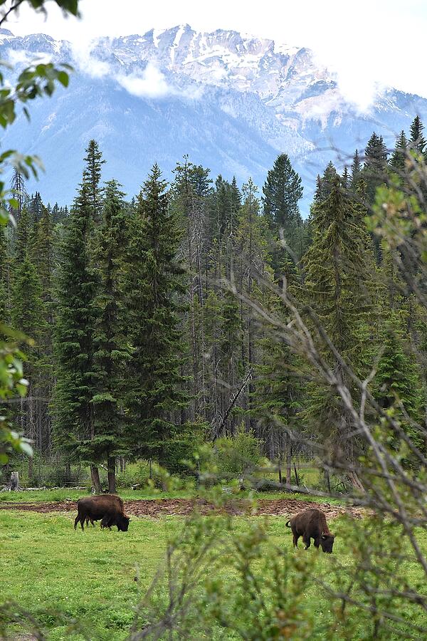 Bison, Pine Trees, and Mountains Photograph by Vicky Sweeney - Pixels