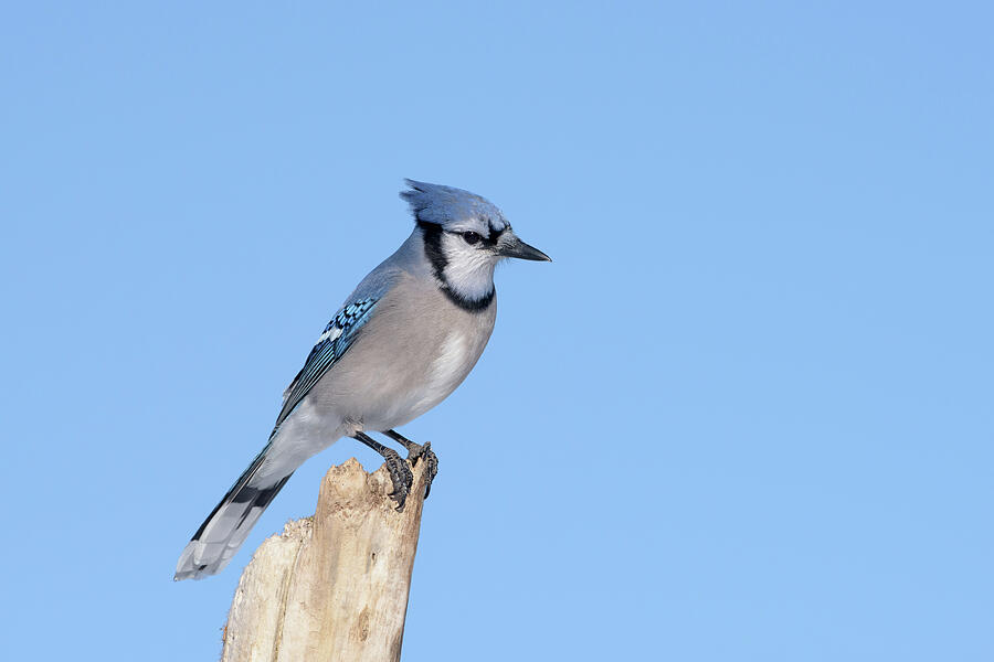 Blue Jay against a blue sky by Jan Luit
